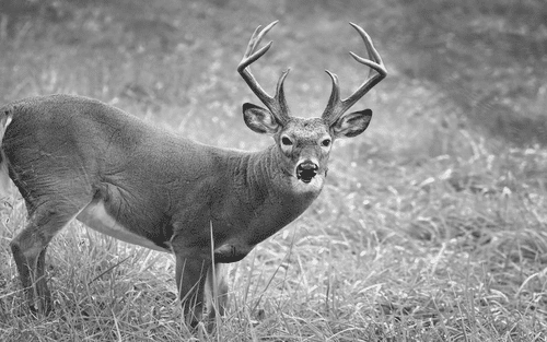 Deer Hunting Tags North Dakota | Thirty Point Buck